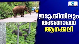 Idukki Wild Elephant |  രണ്ട് മാസത്തിനിടെ ഇടുക്കിയിൽ ആനക്കലിയിൽ പൊലിഞ്ഞത് നാലു ജീവനുകൾ