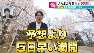 三次市尾関山の桜が満開です！気温の上昇で予想外の早さに