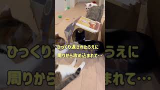 【カレン】…オレのお城がむちゃくちゃや#shorts #猫 #cat #保護猫