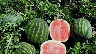 How to grow quality watermelon