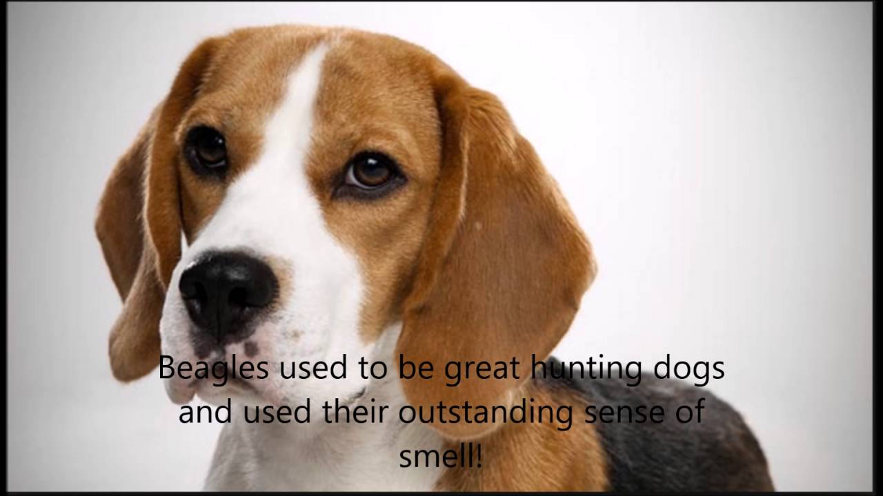 Beagle Facts And Pictures - YouTube