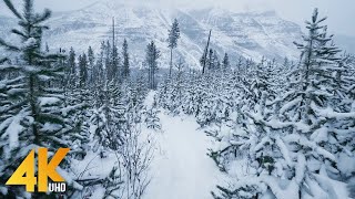 4K WİNTER NATURE VİDEO İN A SNOW FOREST I RELAXİNG VİDEO