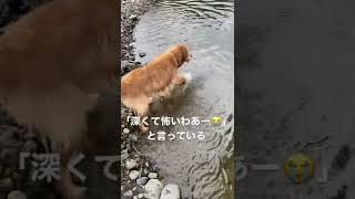 泳げることを忘れたメイ😑#ゴールデンレトリバー #ゴールデンレトリバー大好き #大型犬