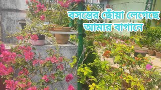 বসন্তের ছোঁয়াতে কেমন আছে আমার মার্চ মাসের ছাদ বাগান/March month garden tour at spring season.