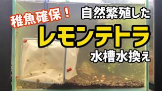 【水槽水換え】自然繁殖したレモンテトラ【何匹いるかな？】（アクアリウム）