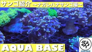 入荷情報！（再アップ）ナガレハナサンゴ　横浜にあるサンゴ専門店　AQUABASE