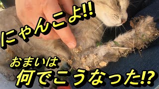 ネズミ捕りにかかった猫をレスキューだ！