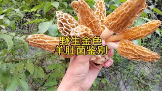 金色野生羊肚菌金