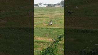 மயில் ஆடும் நடனம் peacock nature dance