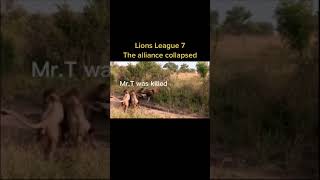 Lion League 7 - The alliance collapsed - Wild Life #Shorts
