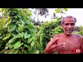 யாழ்பாணத்தின் இராசவள்ளி கிழங்கு தோட்டம் purple yam garden in jaffna srilankan boy