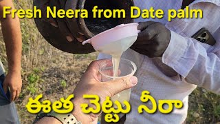 ఈత చెట్టు నీరా | Fresh Neera from Date palm tree  | Toddy palm drink | village life | Rural India