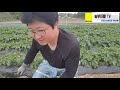 감자 굵게만드는 3가지 감자 추비시기 정식 후 60일 감자 알 크기 귀엽네요. potato cultivation fertilization