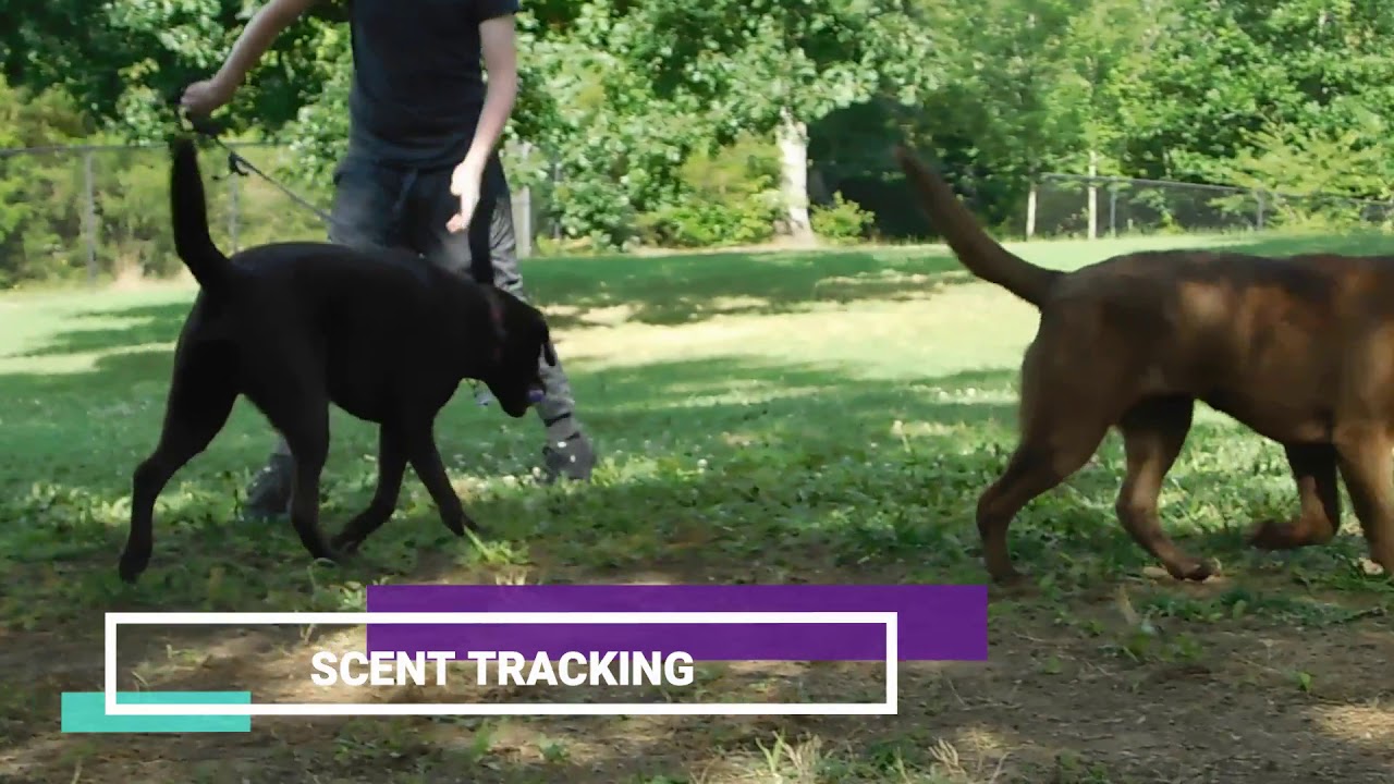 Scent Tracking K 9 Ranch Youtube