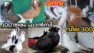 100 തരം ഫാൻസി പ്രാവ്, പറവയും pigeon fancy for sale.