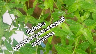 Turtle vine | the best plant for hanging on bamboo  ||Balcony Garden|| check out describtion box