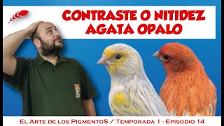 Canario Agata ópalo, pigmentos, estándar, cruzamientos.