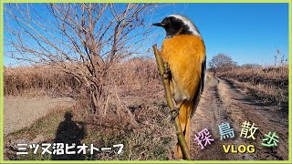 【探鳥散歩 VLOG】ベニマシコとジョウビタキを探しに三ツ又沼ビオトープへ