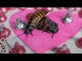 WHO GAVE THEIR VALENTINE HISSING COCKROACH TO BE NAMED AFTER THEM???!!!!!!