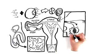 Pregnancy: Birth Control 101