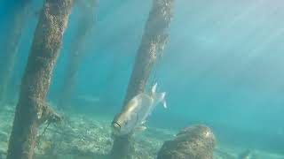 A Lot of Big Fish Under Hillsboro Fishing Center