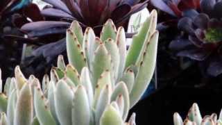 Young's Garden Succulent Plants