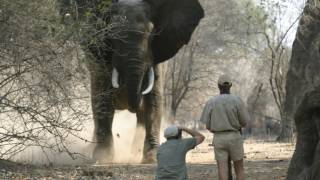 How to tell if an elephant is about to charge