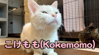 童顔おばあちゃん【こけもも】【保護猫カフェ】