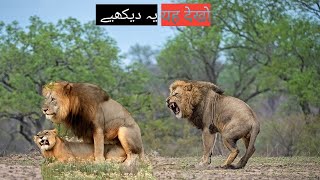 #worldsdeadliest/the best of animal attack 2022 #most amazing moments of wild animal fight!#animals
