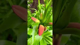 Fritillaria  Imperialis Orange Beauty | Fritillaria | Crown Imperials