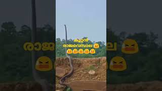 അയ്യോ പാമ്പ് 🙉🙉🙉🙉😫😫😫😫😫😫😫😫  #kingcobra #shorts #shortfeed