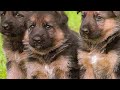 Настоящая история создания породы Немецкая Овчарка. the real history of german shepherd.