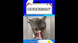 什麽顔色的貓  #貓咪的迷惑行為 #貓咪 #貓 #cat