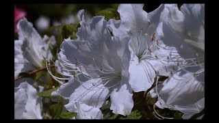 糸魚川🌺月華山かねこつつじ園