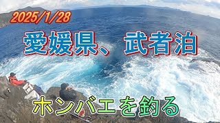 愛媛県武者泊、ホンバエを釣る。聖地巡礼高茂岬！