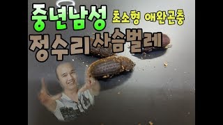 초소형 초희귀 사슴벌레 사슴똥같은 털보왕사슴벌레