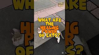 What are the healing powers of cats? | Kitteh Life #cat #kitten #kittenrescue #catlover