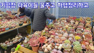 비오는데 키핑장 다육이 물준 다부댁 ~^^多肉植物, Korean succulents, たにくしょくぶつ