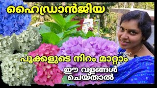 Hydrangea | ഹൈഡ്രാൻജിയ | പൂക്കളുടെ നിറം മാറ്റാൻ ഈ വളങ്ങൾ ചെയ്താൽ മതി | Flower colour changing |