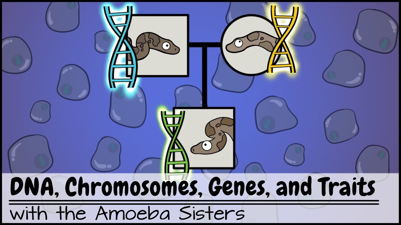 DNA, Chromosomes, Genes, And Traits: An Intro To Heredity - YouTube