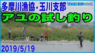 【多摩川漁協•玉川支部】令和元年アユの試し釣り♪