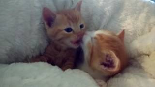 (Purrminators) Kissing ginger kittens