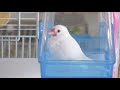 水浴び器で眠くなる文鳥