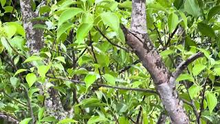 Keora or Mangrove apple (কেওরা)