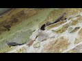 crag martin la baronia de rialb catalonia spain 5 8 18