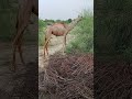 ਇੱਕ ਬਹੁਤ ਹੀ ਉੱਚ ਗੁਣਵੱਤਾ ਵਾਲਾ ਊਠ a very high quality camel