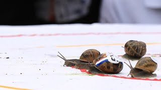 Sammy the snail crowned fastest in the world