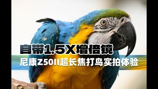 自带1 5X增倍镜 尼康Z50II超长焦打鸟实拍体验