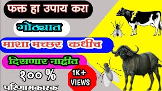 फक्त हा उपाय करा गोठ्यातील मच्छर,माशा पासुन जनावरांचे रक्षण करा | घरगुती उपया | आपली शेती आपलं शिवार