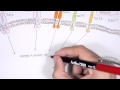 Immunology - Toll Like Receptors Overview